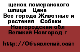 щенок померанского шпица › Цена ­ 45 000 - Все города Животные и растения » Собаки   . Новгородская обл.,Великий Новгород г.